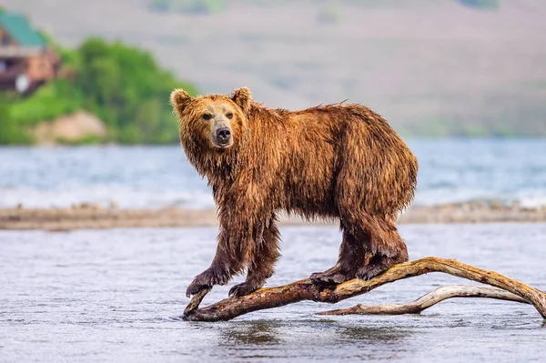 Gobernando Paisaje Osos Pardos Kamchatka Ursus Arctos Beringianus —  Fotos de Stock