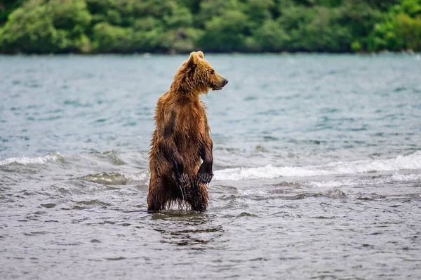 Gobernando Paisaje Osos Pardos Kamchatka Ursus Arctos Beringianus — Foto de Stock