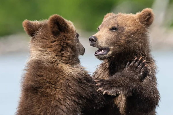 Die Braunbären Von Kamtschatka Ursus Arctos Beringianus Beherrschen Die Landschaft — Stockfoto