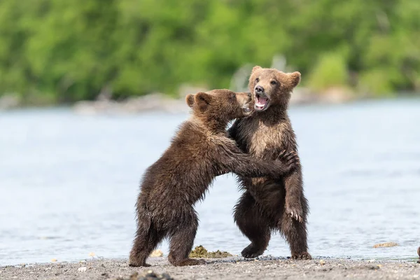 Governando Paisagem Ursos Pardos Kamchatka Ursus Arctos Beringianus — Fotografia de Stock