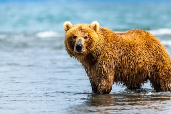 Gobernando Paisaje Osos Pardos Kamchatka Ursus Arctos Beringianus —  Fotos de Stock