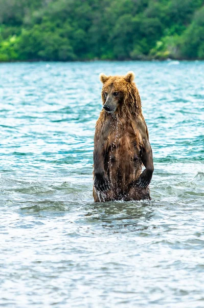 Vládnoucí Krajině Medvědi Hnědí Kamčatka Ursus Arctos Beringianus — Stock fotografie