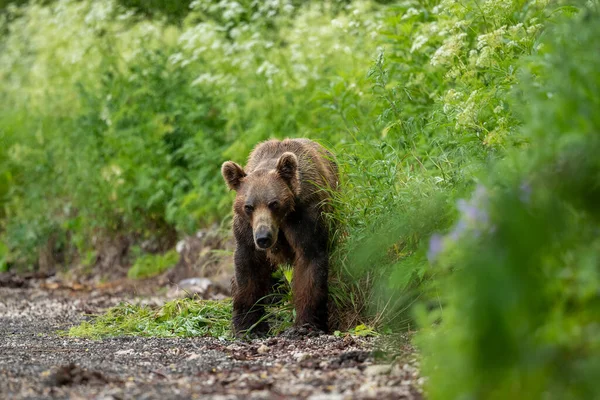 堪察加半岛的棕熊 Ursus Arctos Berπanus 统治着整个风景 — 图库照片