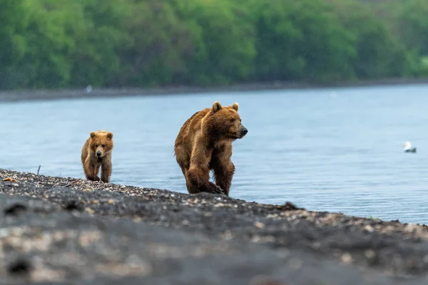 Просуваючись Ландшафту Бурі Ведмеді Камчатки Ursus Arctos Beringianus — стокове фото