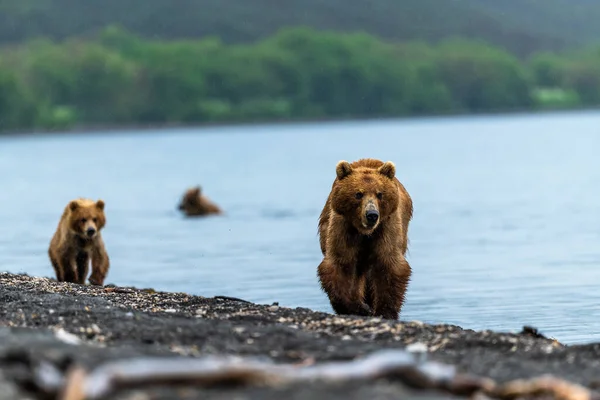 堪察加半岛的棕熊 Ursus Arctos Berπanus 统治着整个风景 — 图库照片