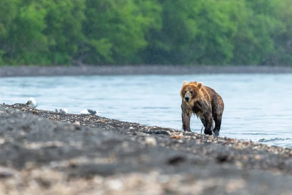 Gobernando Paisaje Osos Pardos Kamchatka Ursus Arctos Beringianus — Foto de Stock