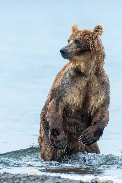 Gobernando Paisaje Osos Pardos Kamchatka Ursus Arctos Beringianus —  Fotos de Stock