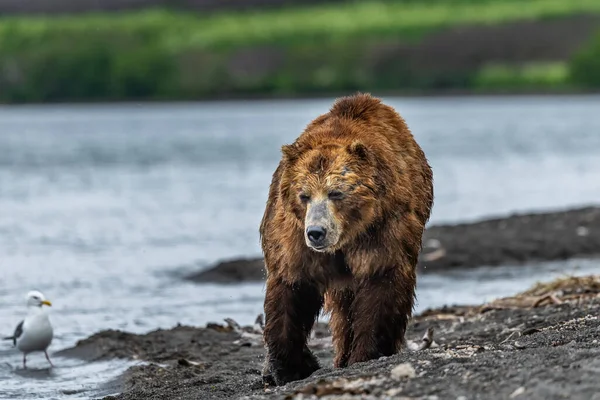 堪察加半岛的棕熊 Ursus Arctos Berπanus 统治着整个风景 — 图库照片