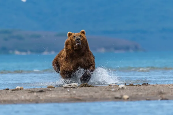 Просуваючись Ландшафту Бурі Ведмеді Камчатки Ursus Arctos Beringianus — стокове фото