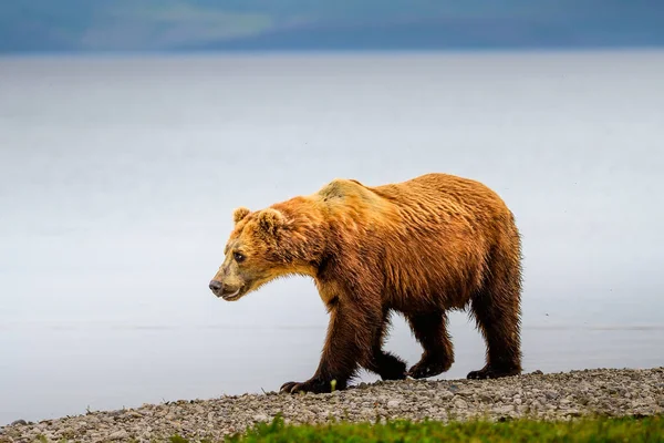 Gobernando Paisaje Osos Pardos Kamchatka Ursus Arctos Beringianus — Foto de Stock