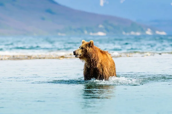 Gobernando Paisaje Osos Pardos Kamchatka Ursus Arctos Beringianus — Foto de Stock