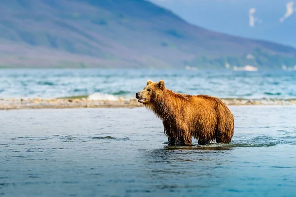 Gobernando Paisaje Osos Pardos Kamchatka Ursus Arctos Beringianus —  Fotos de Stock