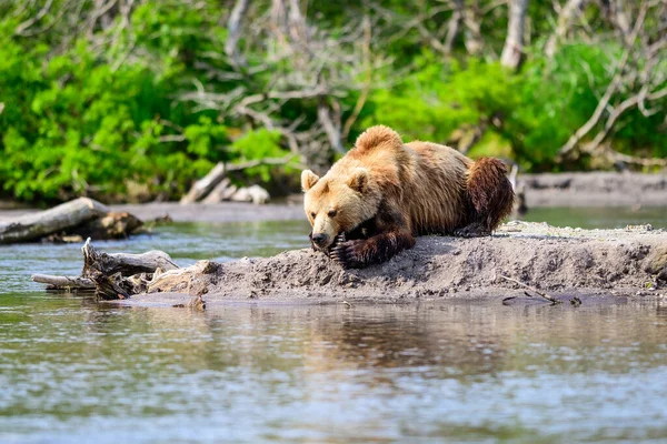 Governando Paisagem Ursos Pardos Kamchatka Ursus Arctos Beringianus — Fotografia de Stock