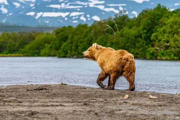 Die Braunbären Von Kamtschatka Ursus Arctos Beringianus Beherrschen Die Landschaft — Stockfoto