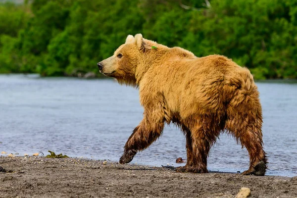 Gobernando Paisaje Osos Pardos Kamchatka Ursus Arctos Beringianus — Foto de Stock