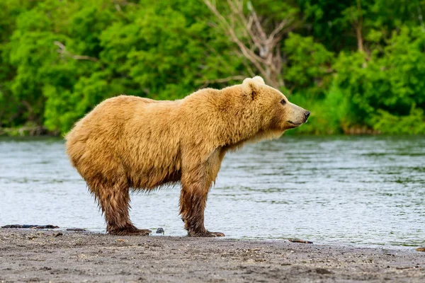 Governando Paisagem Ursos Pardos Kamchatka Ursus Arctos Beringianus — Fotografia de Stock