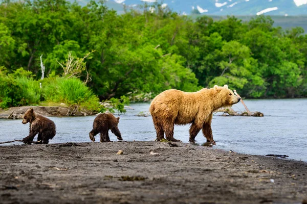 堪察加半岛的棕熊 Ursus Arctos Berπanus 统治着整个风景 — 图库照片