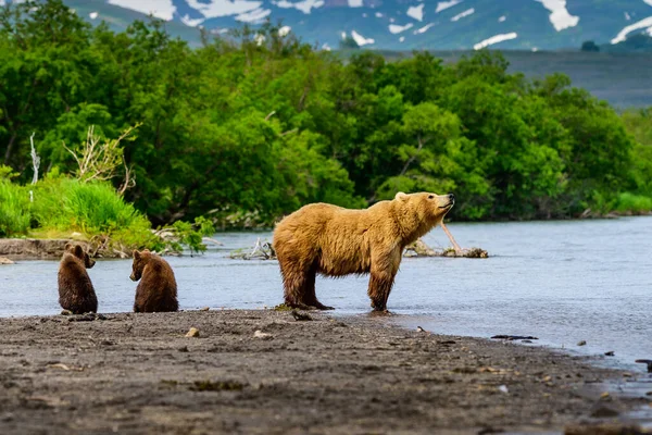 堪察加半岛的棕熊 Ursus Arctos Berπanus 统治着整个风景 — 图库照片