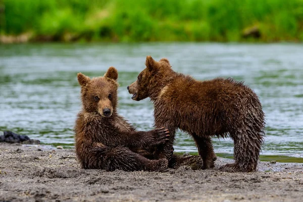 Просуваючись Ландшафту Бурі Ведмеді Камчатки Ursus Arctos Beringianus — стокове фото