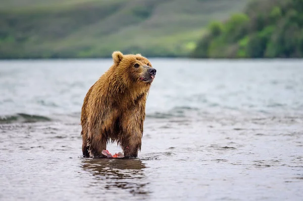 Réglant Paysage Les Ours Bruns Kamchatka Ursus Arctos Beringianus — Photo