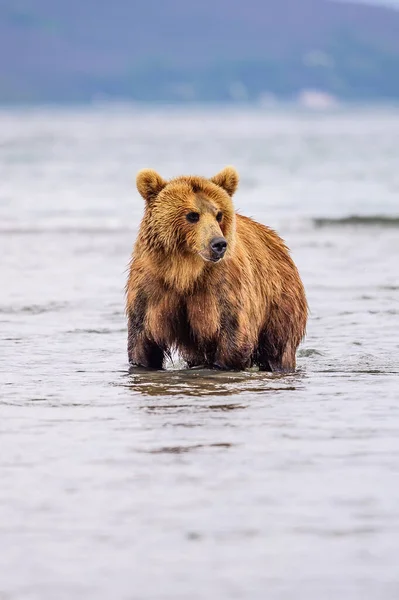 Governando Paisagem Ursos Pardos Kamchatka Ursus Arctos Beringianus — Fotografia de Stock