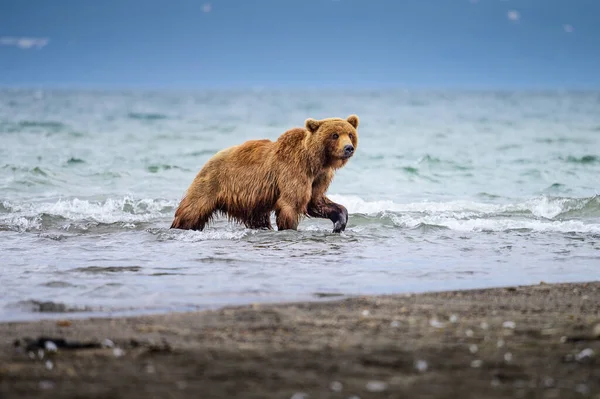 堪察加半岛的棕熊 Ursus Arctos Berπanus 统治着整个风景 — 图库照片