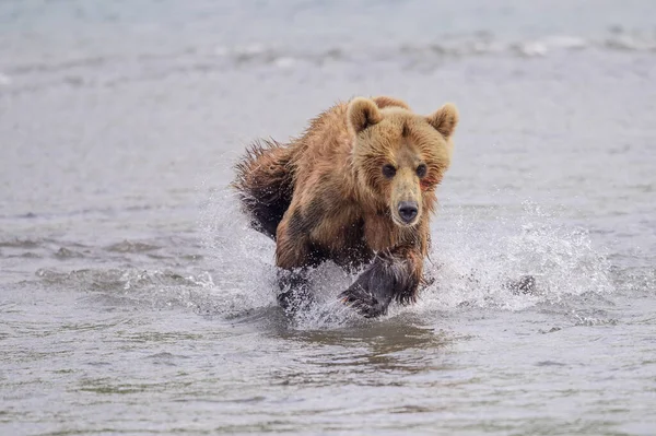 Härska Över Landskapet Bruna Björnar Kamchatka Ursus Arctos Beringianus — Stockfoto