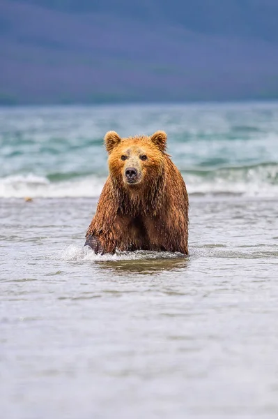 Gobernando Paisaje Osos Pardos Kamchatka Ursus Arctos Beringianus — Foto de Stock