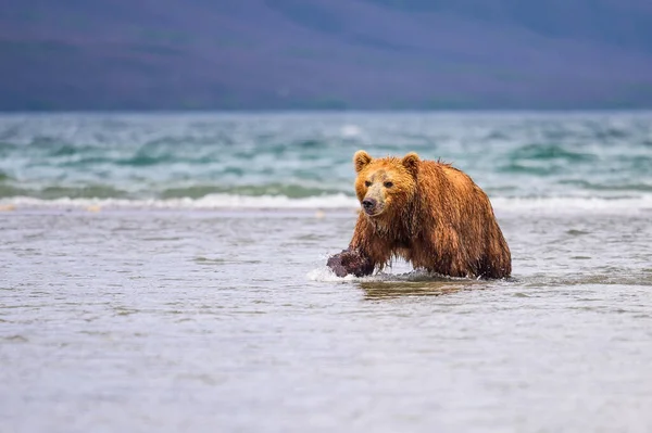 Ruling Landscape Brown Bears Kamchatka Ursus Arctos Beringianus — Stock Photo, Image