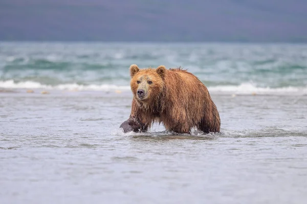Governare Paesaggio Orsi Bruni Kamchatka Ursus Arctos Beringianus — Foto Stock