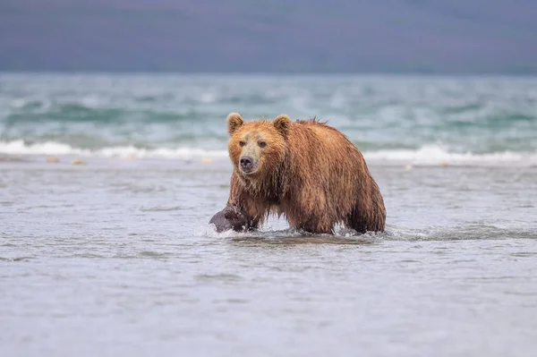 堪察加半岛的棕熊 Ursus Arctos Berπanus 统治着整个风景 — 图库照片