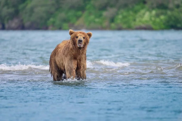 Die Braunbären Von Kamtschatka Ursus Arctos Beringianus Beherrschen Die Landschaft — Stockfoto