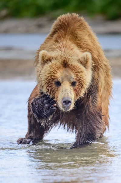 Gobernando Paisaje Osos Pardos Kamchatka Ursus Arctos Beringianus —  Fotos de Stock