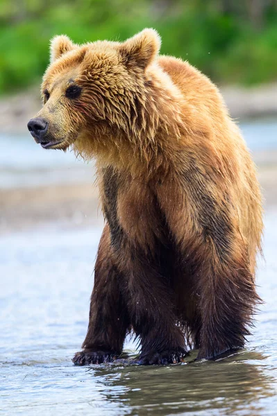 Gobernando Paisaje Osos Pardos Kamchatka Ursus Arctos Beringianus —  Fotos de Stock