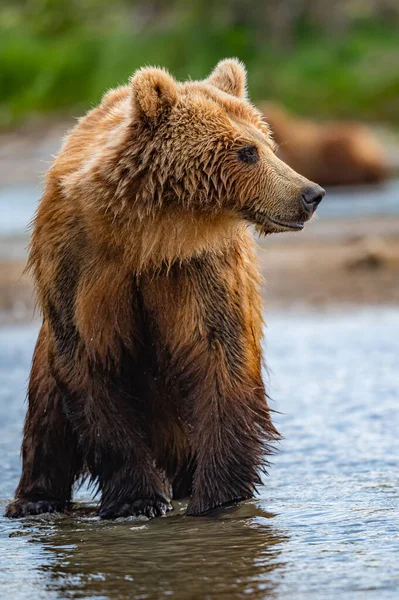 Gobernando Paisaje Osos Pardos Kamchatka Ursus Arctos Beringianus — Foto de Stock