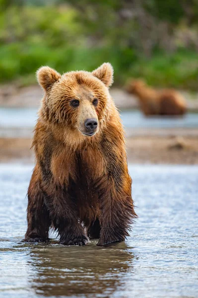 Härska Över Landskapet Bruna Björnar Kamchatka Ursus Arctos Beringianus — Stockfoto