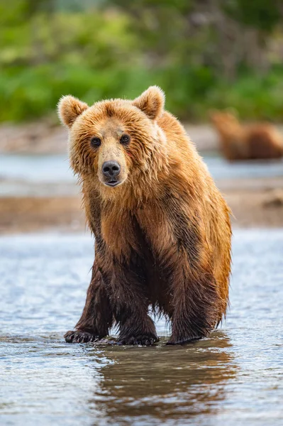 Governando Paisagem Ursos Pardos Kamchatka Ursus Arctos Beringianus — Fotografia de Stock