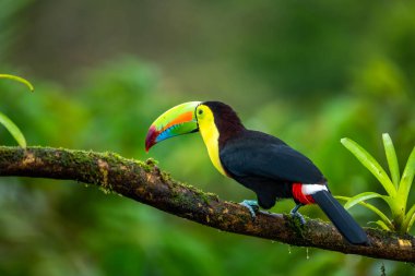 Ramphastos sulfuratus, Keel-billed toucan The bird is perched on the branch in nice wildlife natural environment of Costa Rica
