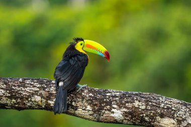 Ramphastos sulfuratus, Keel-billed toucan The bird is perched on the branch in nice wildlife natural environment of Costa Rica