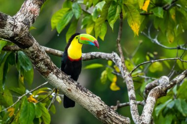 Ramphastos sulfuratus, Keel-billed toucan The bird is perched on the branch in nice wildlife natural environment of Costa Rica