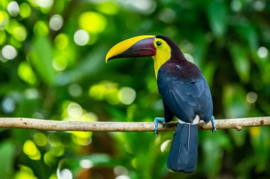 carara, Kosta Rika, kestane mandibled Tukan (ramphastos swainsonii).