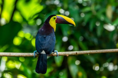 carara, Kosta Rika, kestane mandibled Tukan (ramphastos swainsonii).