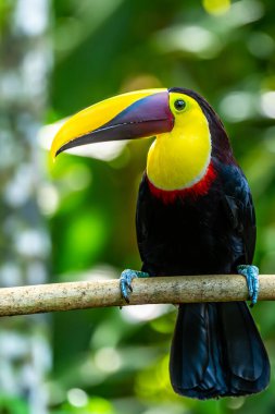 carara, Kosta Rika, kestane mandibled Tukan (ramphastos swainsonii).