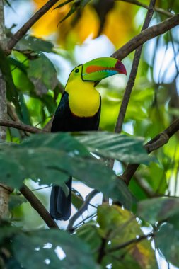 Ramphastos sulfuratus, Keel-billed toucan The bird is perched on the branch in nice wildlife natural environment of Costa Rica