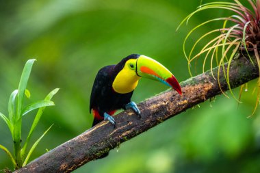 Ramphastos sulfuratus, Keel-billed toucan The bird is perched on the branch in nice wildlife natural environment of Costa Rica