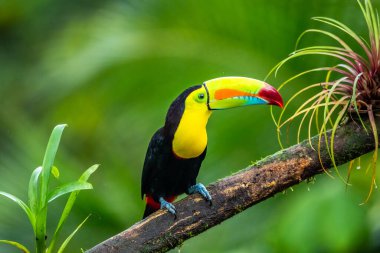 Ramphastos sulfuratus, Keel-billed toucan The bird is perched on the branch in nice wildlife natural environment of Costa Rica