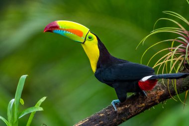 Ramphastos sulfuratus, Keel-billed toucan The bird is perched on the branch in nice wildlife natural environment of Costa Rica