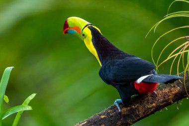 Ramphastos sulfuratus, Keel-billed toucan The bird is perched on the branch in nice wildlife natural environment of Costa Rica