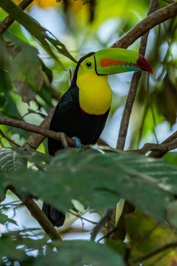 Ramphastos sulfuratus, Keel-billed toucan The bird is perched on the branch in nice wildlife natural environment of Costa Rica