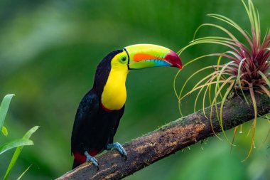Ramphastos sulfuratus, Keel-billed toucan The bird is perched on the branch in nice wildlife natural environment of Costa Rica clipart